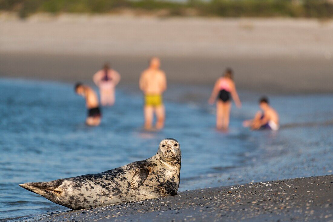 Frankreich, Somme, Baie de Somme, Le Hourdel, Urlauber schwimmen neben einem Seehund (Phoca vitulina) in der Baie de Somme