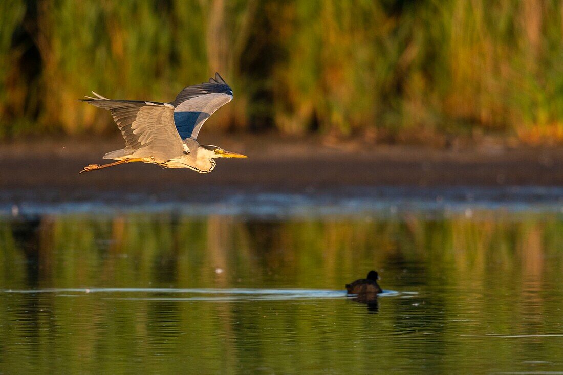 Frankreich, Somme, Somme Bay, Crotoy Marsh, Le Crotoy, Graureiher fliegend (Ardea cinerea )