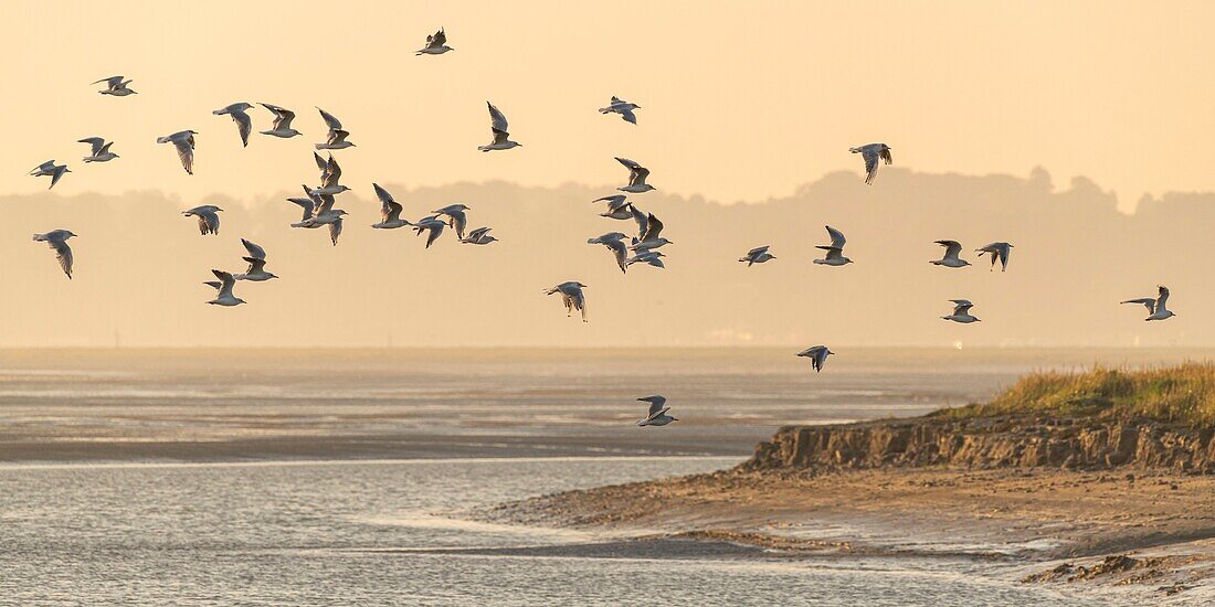 France, Somme, Bay of the Somme, Le Hourdel, flight of black-headed gulls in the bay at low tide against the Crotoy against the light\n