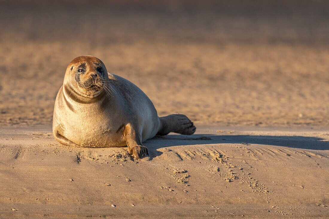 France, Pas de Calais, Opal Coast, Berck sur Mer, common seal (Phoca vitulina), seals are today one of the main tourist attractions of the Somme Bay and the Opal Coast\n