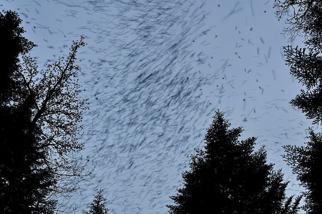 France, Doubs, Swiss border, bird, Chaffinch (Fringilla montifringilla) regrouping in dormitory for the night, concentrated flight\n