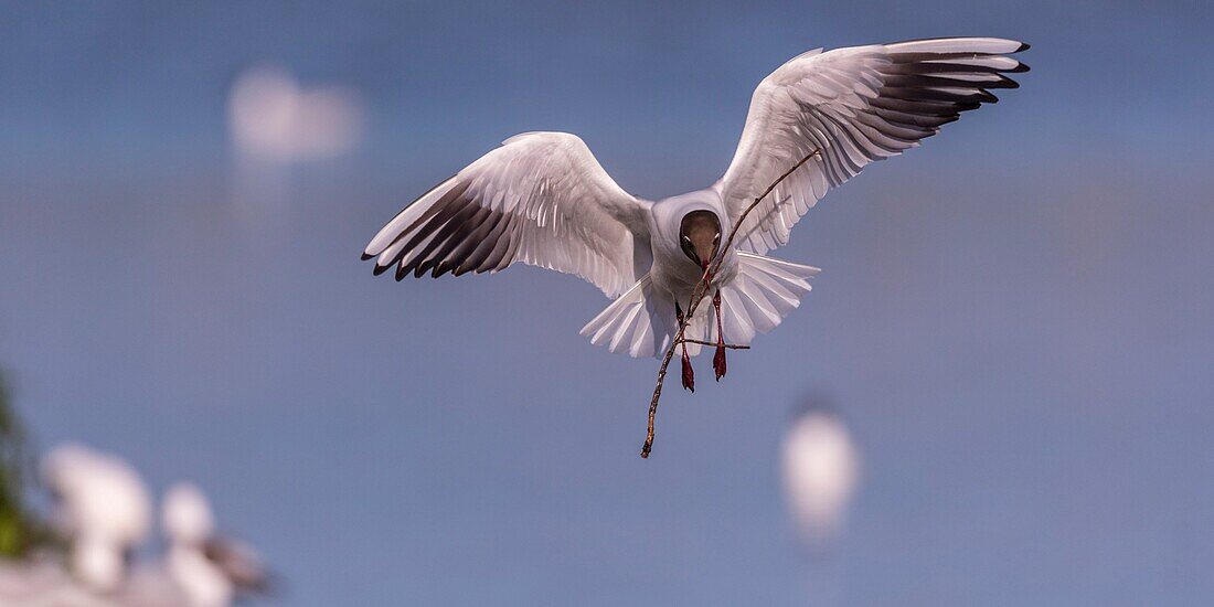 Frankreich, Somme, Baie de Somme, Le Crotoy, Der Sumpf von Crotoy beherbergt jedes Jahr eine Lachmöwenkolonie (Chroicocephalus ridibundus - Lachmöwe), die zum Nisten und zur Fortpflanzung auf die Inseln in der Mitte der Teiche kommt, wo die Möwen dann das Material für den Bau der Nester jagen