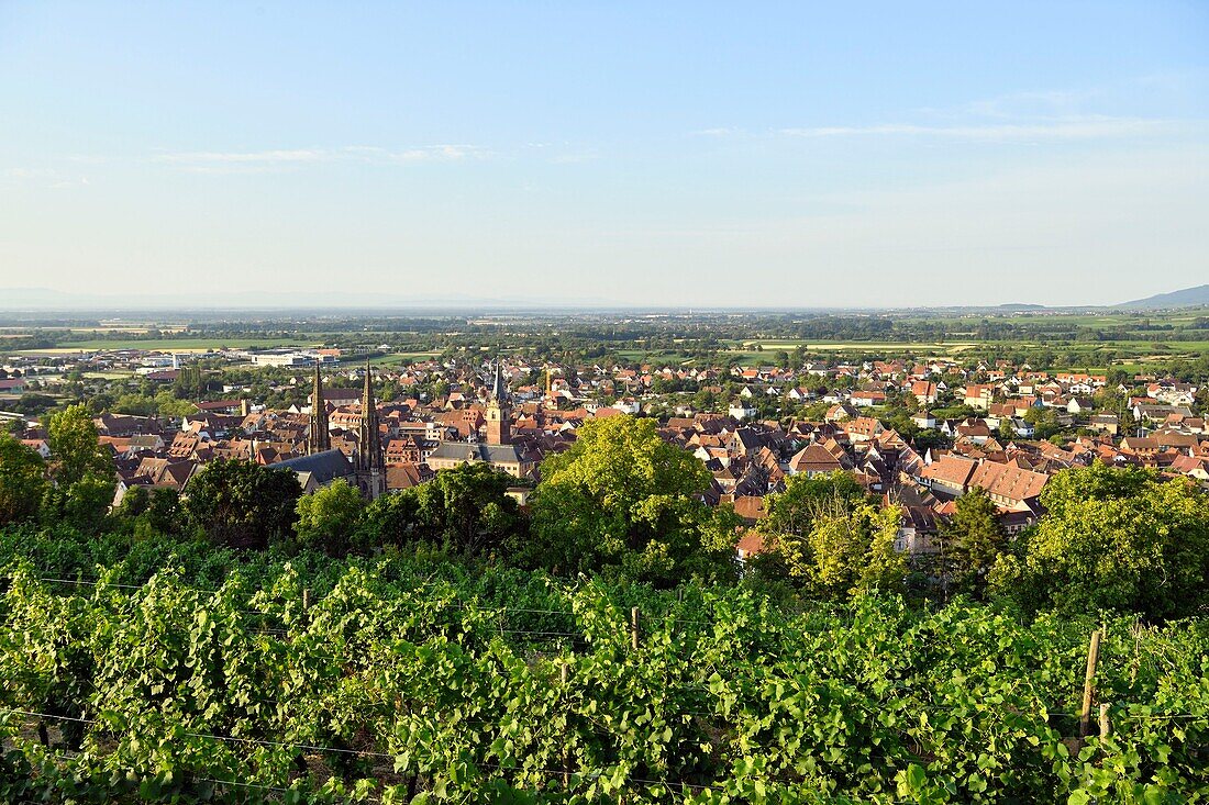 France, Bas Rhin, Obernai, general view with Saint Pierre and Paul church and chapel tower\n