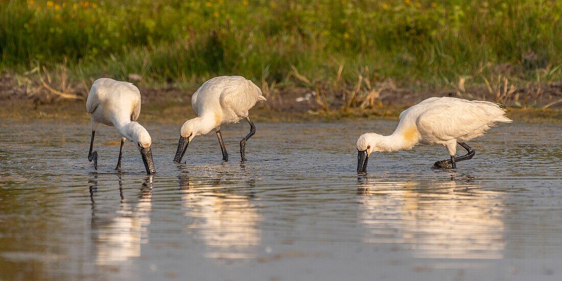 France, Somme, Somme Bay, Le Crotoy, Crotoy Marsh, gathering of Spoonbills (Platalea leucorodia Eurasian Spoonbill) who come to fish in a group in the pond\n