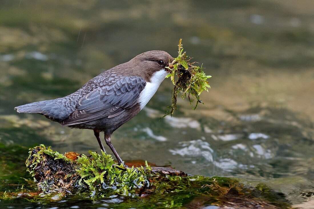 France, Doubs, Creuse Valley, bird, diving Cincle (Cinclus cinclus), nest construction\n