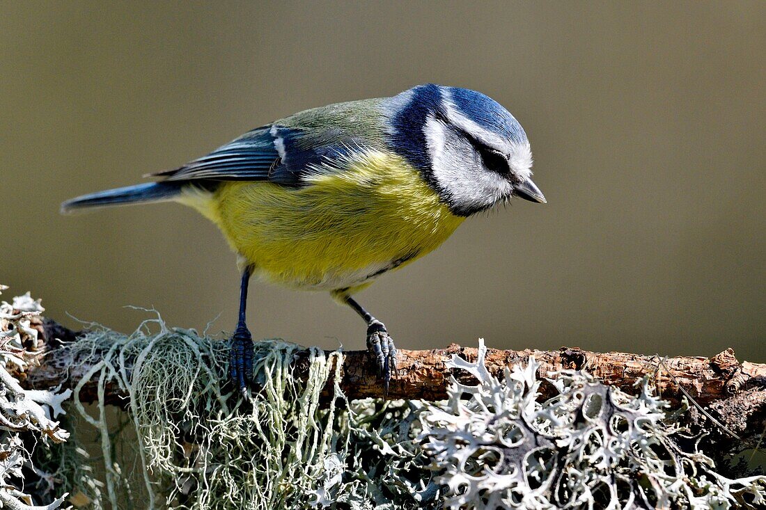 France, Doubs, bird, blue tit (Cyanistes caeruleus) perched on a root covered with lichens\n