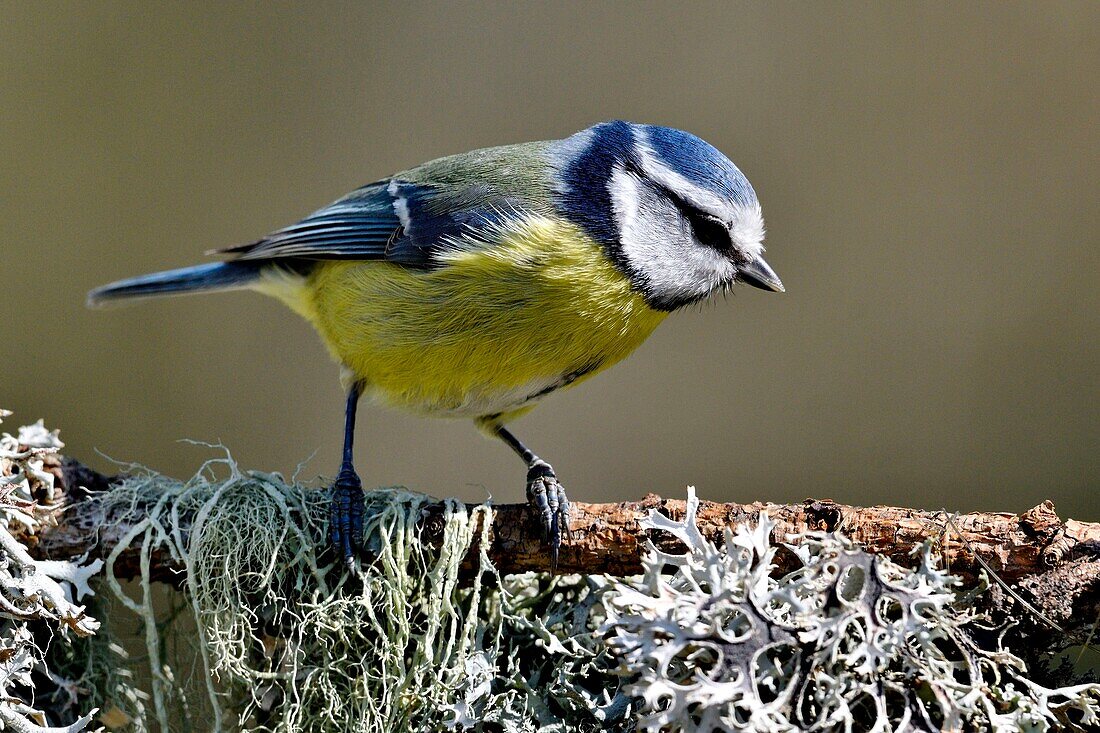 Frankreich, Doubs, Vogel, Blaumeise (Cyanistes caeruleus) auf einer mit Flechten bewachsenen Wurzel sitzend