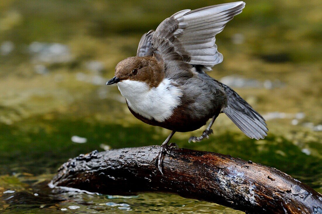 Frankreich, Doubs, Creuse-Tal, Vogel, Cinclus-Taucher (Cinclus cinclus)