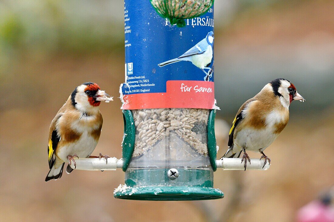 Frankreich, Doubs, Vogel, Stieglitze (Carduelis carduelis) am Sonnenblumenfutterhäuschen