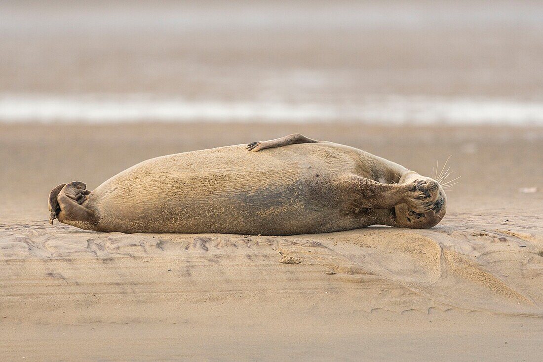 France, Pas de Calais, Opal Coast, Berck sur Mer, common seal (Phoca vitulina), seals are today one of the main tourist attractions of the Somme Bay and the Opal Coast\n