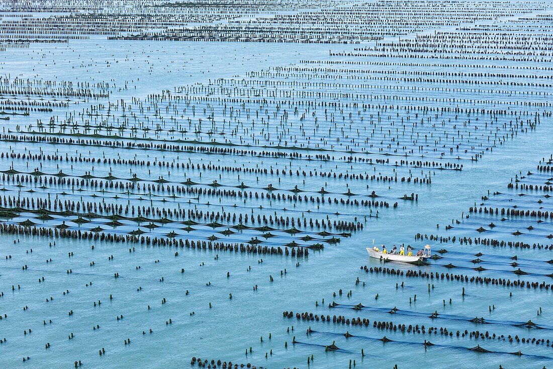 France, Vendee, Noirmoutier en l'Ile, mussel poles farms (aerial view)\n