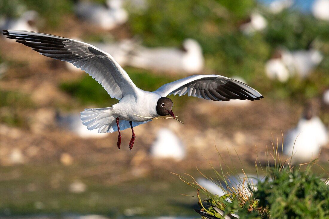 France, Somme, Bay of the Somme, Crotoy Marsh, Le Crotoy, every year a colony of black-headed gulls (Chroicocephalus ridibundus - Black-headed Gull) settles on the islets of the Crotoy marsh to nest and reproduce , the birds carry the branches for the construction of the nest\n