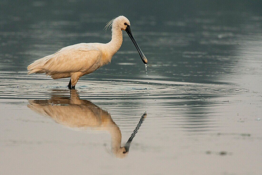 Frankreich, Somme, Somme-Bucht, Le Crotoy, Crotoy-Sumpf, Löffler (Platalea leucorodia Eurasian Spoonbill)