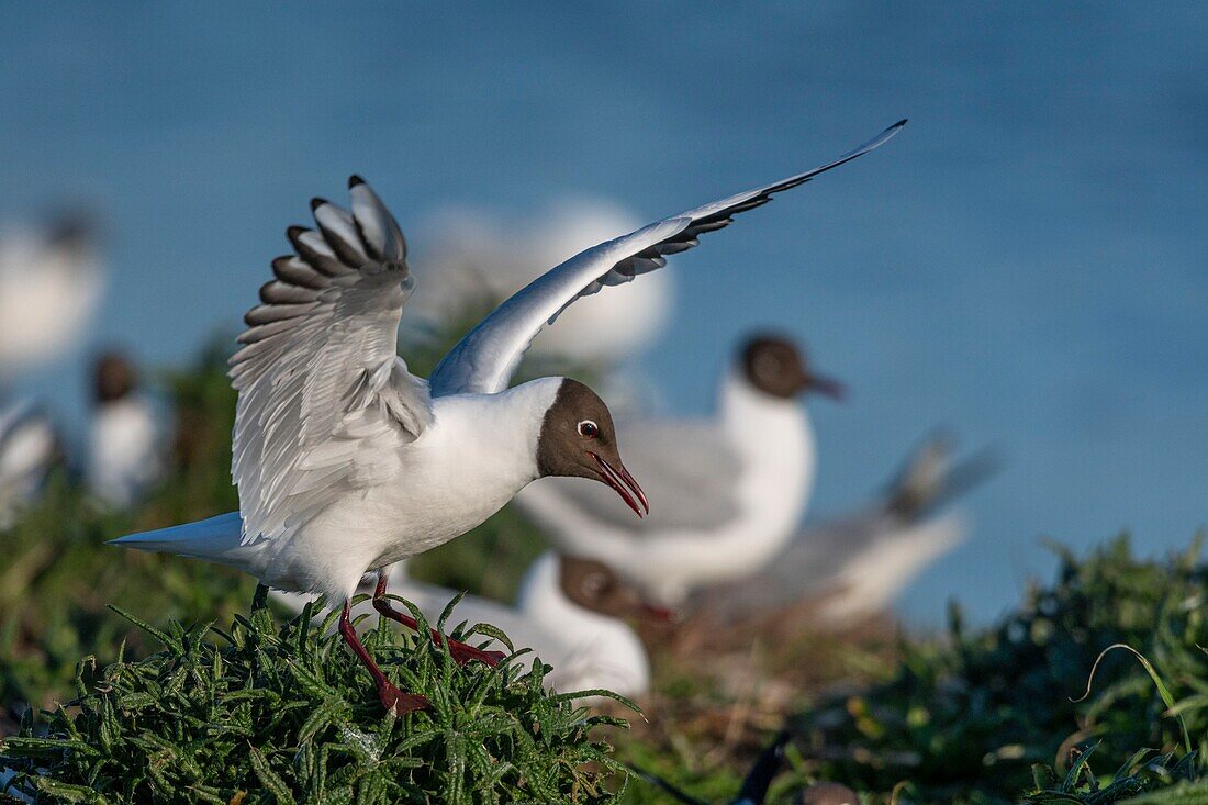 Frankreich, Somme, Somme-Bucht, Crotoy-Sumpf, Le Crotoy, jedes Jahr lässt sich eine Lachmöwenkolonie (Chroicocephalus ridibundus - Lachmöwe) auf den kleinen Inseln des Crotoy-Sumpfes nieder, um zu nisten und sich fortzupflanzen