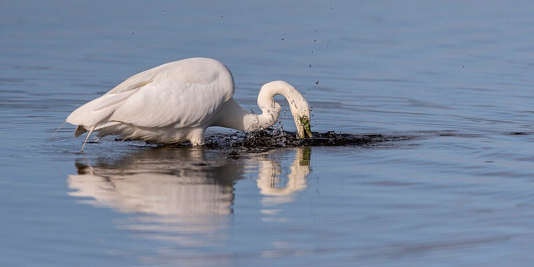 France, Somme, Baie de Somme, Le Crotoy, Crotoy Marsh, Great Egret (Ardea alba - Great Egret) fishing catching a fish\n