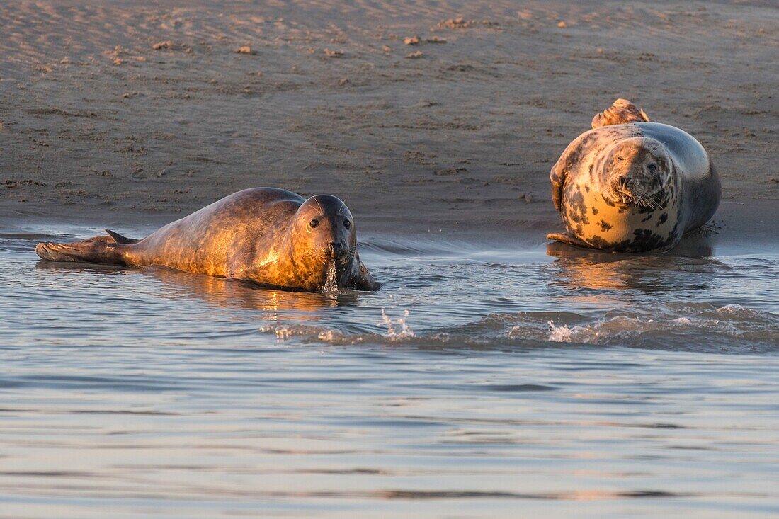 France, Pas de Calais, Authie Bay, Berck sur Mer, Grey seals (Halichoerus grypus), at low tide the seals rest on the sandbanks from where they are chased by the rising tide\n