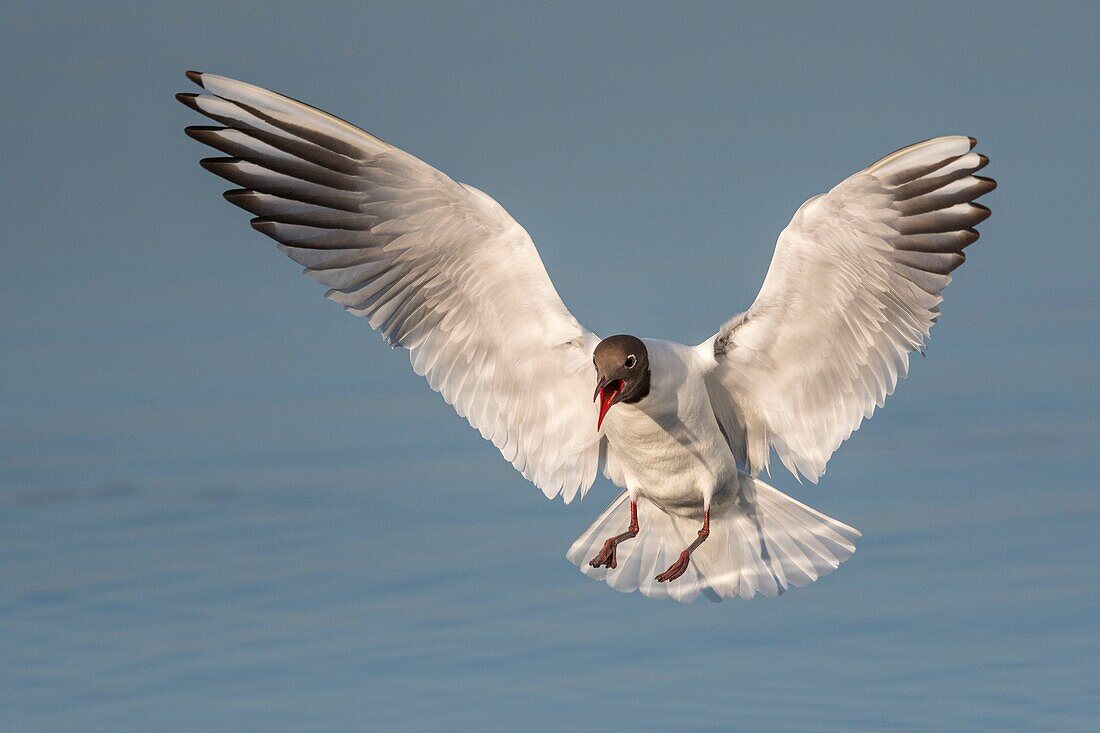 France, Somme, Bay of the Somme, Crotoy Marsh, Le Crotoy, every year a colony of black-headed gulls (Chroicocephalus ridibundus - Black-headed Gull) settles on the islets of the Crotoy marsh to nest and reproduce\n