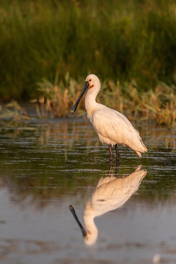 Frankreich, Somme, Somme-Bucht, Le Crotoy, Crotoy-Sumpf, Löffler (Platalea leucorodia, Eurasischer Löffler)