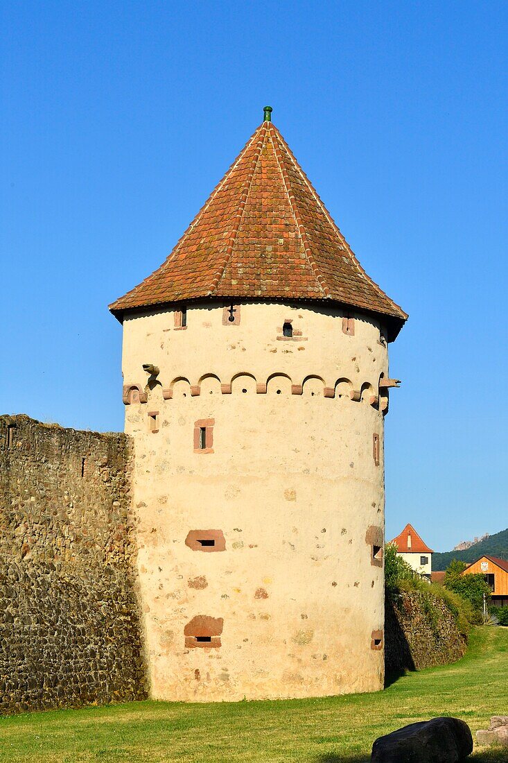 Frankreich, Haut Rhin, Elsässer Weinstraße, Bergheim, alte mittelalterliche Festungsstadt, Stadtmauer aus dem 14. Jahrhundert, Pulverturm mit Zinnen