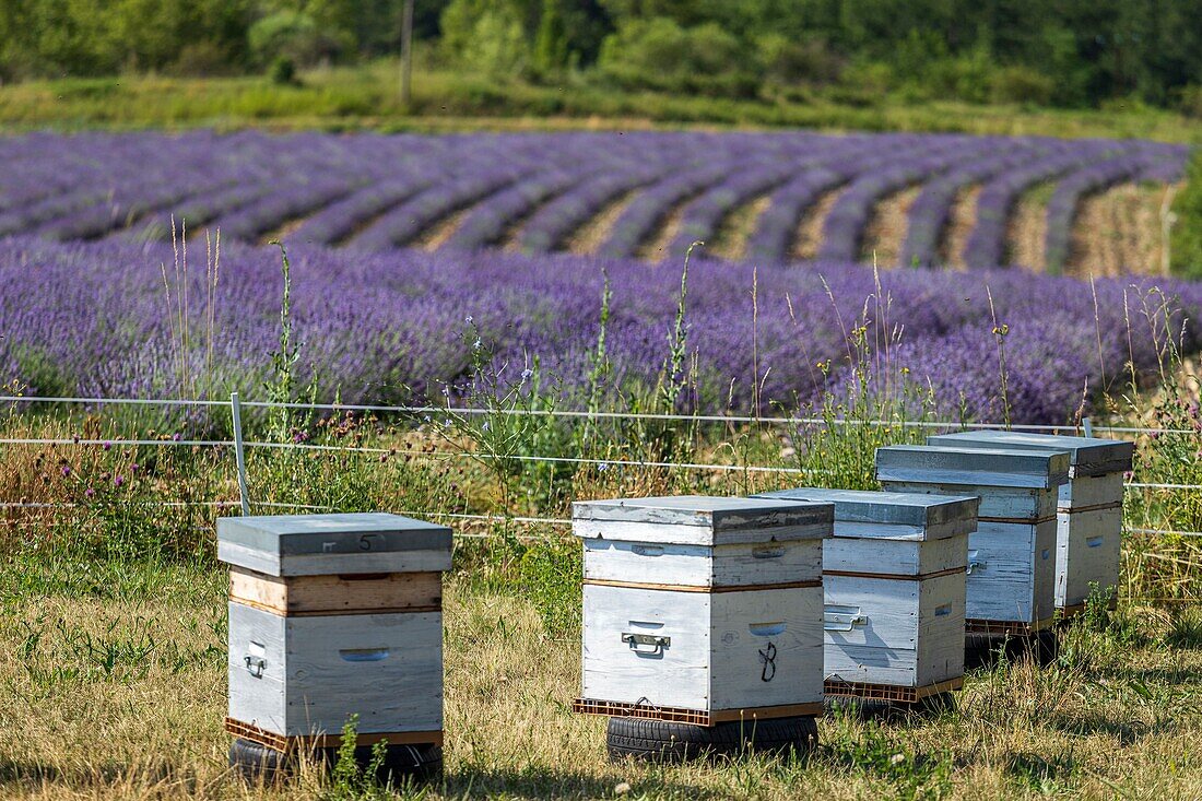 Frankreich, Hautes-Alpes, regionaler Naturpark der Baronnies Provençal, Orpierre, Bienenstöcke in der Nähe eines Lavendelfeldes