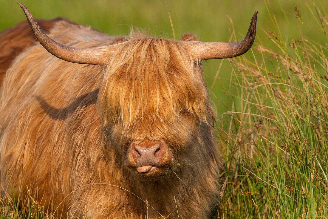 France, Somme, Somme Bay, Crotoy Marsh, Le Crotoy, Highland Cattle (Scottish cow) for marsh maintenance and eco grazing\n