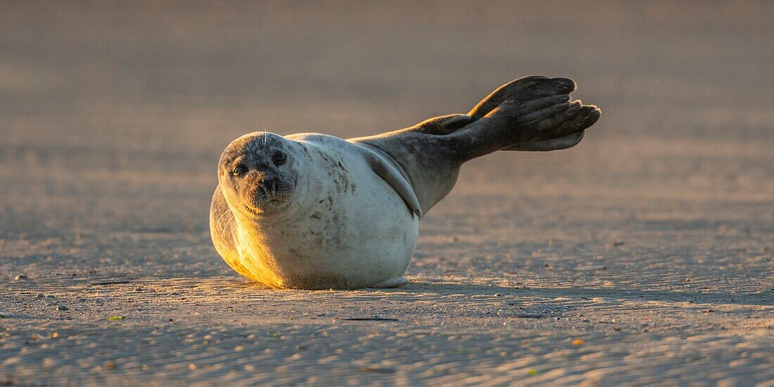 Frankreich, Pas de Calais, Authie-Bucht, Berck sur Mer, Seehund (Phoca vitulina), bei Ebbe ruhen sich die Seehunde auf den Sandbänken aus, von wo sie von der steigenden Flut gejagt werden