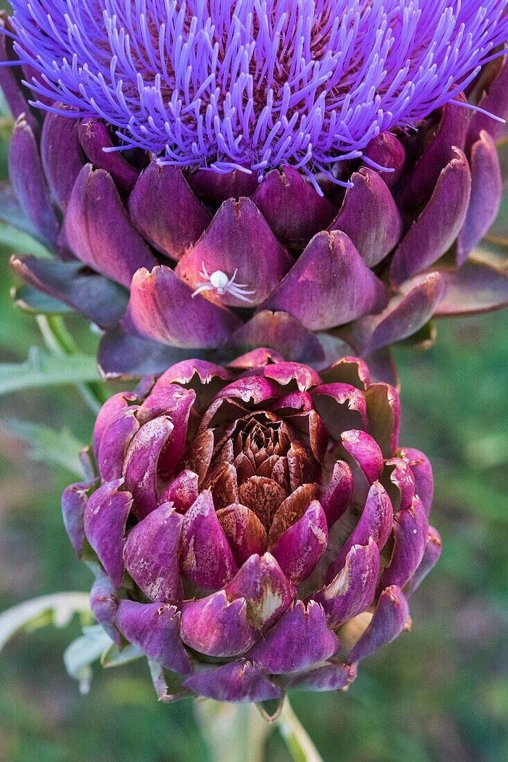 Frankreich, Essonne, Yerres, Gemüsegarten Caillebotte, ehemaliger Gemüsegarten des Malers, Artischocke in Blüte