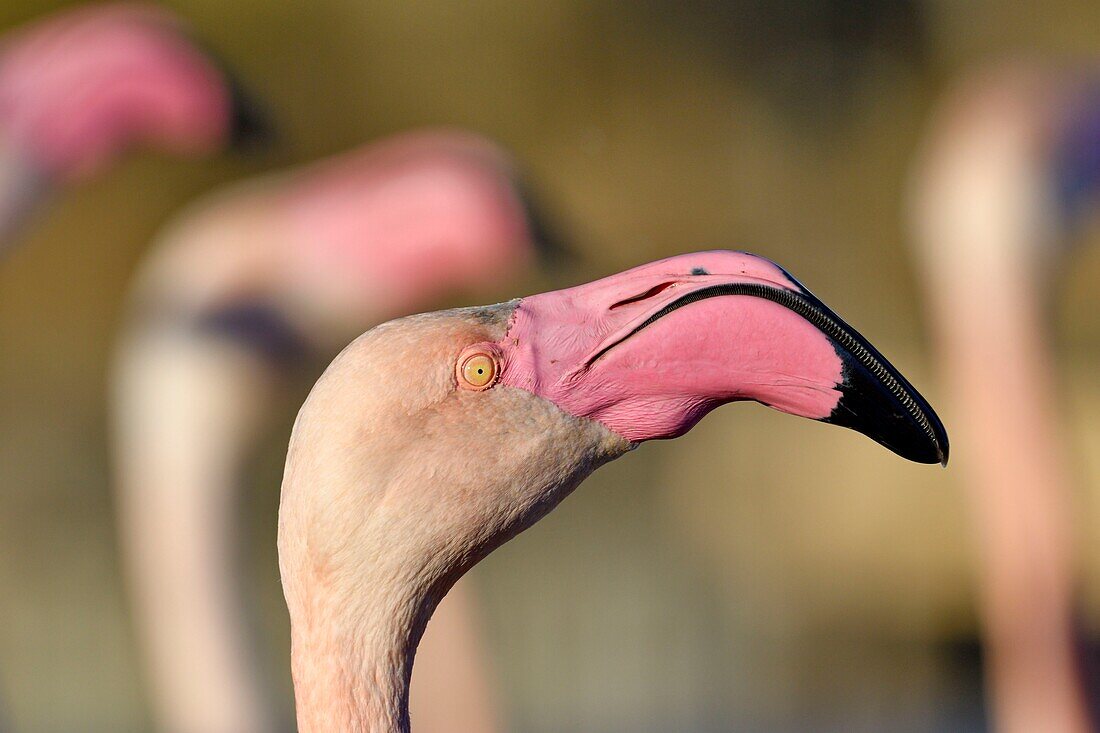 France, Bouches du Rhone, Camargue, Pont de Gau reserve, Flamingos (Phoenicopterus roseeus)\n