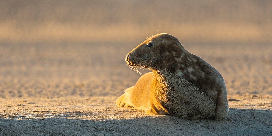 France, Pas de Calais, Authie Bay, Berck sur Mer, Grey seals (Halichoerus grypus), at low tide the seals rest on the sandbanks from where they are chased by the rising tide\n