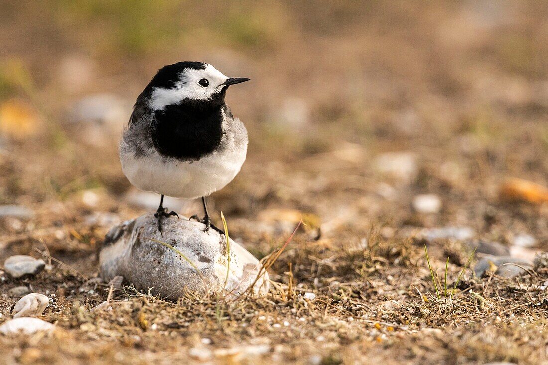 Frankreich, Somme, Baie de Somme, Cayeux sur Mer, Der Hable d'Ault, Bachstelze (Motacilla alba)