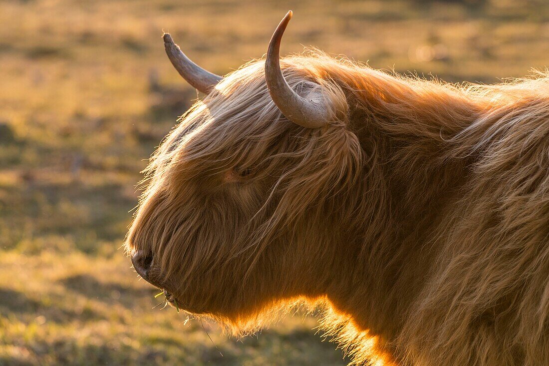 France, Somme, Somme Bay, Crotoy Marsh, Le Crotoy, Highland Cattle (Scottish cow) for marsh maintenance and eco grazing\n