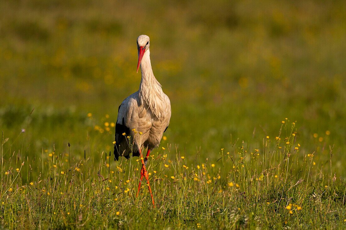 France, Somme, Somme Bay, Le Crotoy, Crotoy Marsh, White Stork (Ciconia ciconia)\n