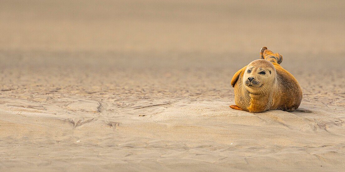 France, Pas de Calais, Opal Coast, Berck sur Mer, common seal (Phoca vitulina), seals are today one of the main tourist attractions of the Somme Bay and the Opal Coast\n