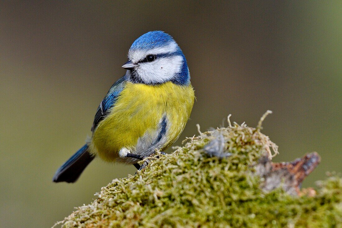 France, Doubs, bird, blue tit (Cyanistes caeruleus) perched on a mossy root\n