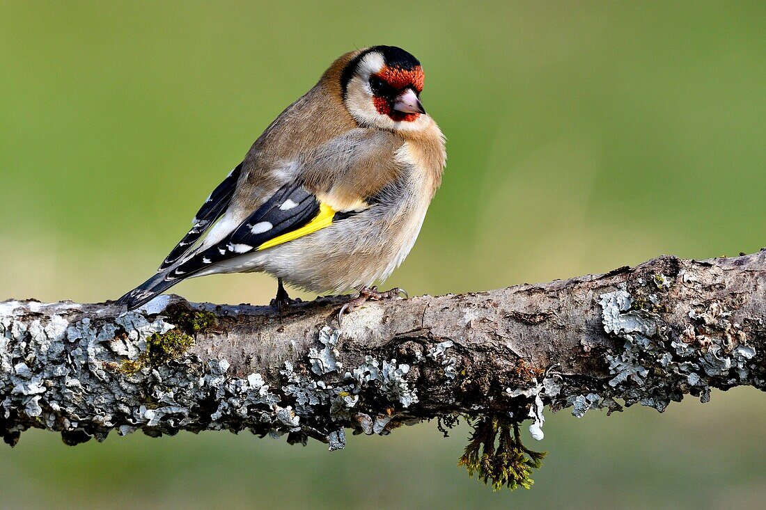 France, Doubs, bird, Goldfinch (Carduelis carduelis)\n