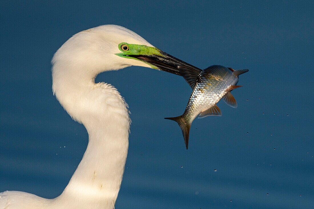 France, Somme, Baiy of the Somme, Crotoy Marsh, Le Crotoy, Great Egret (Ardea alba - Great Egret) fishing\n