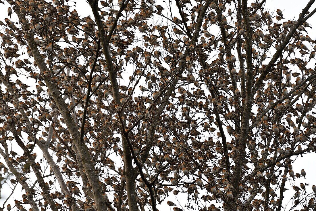 France, Doubs, Swiss border, bird, Chaffinch (Fringilla montifringilla) gathering in dormitory for the night\n