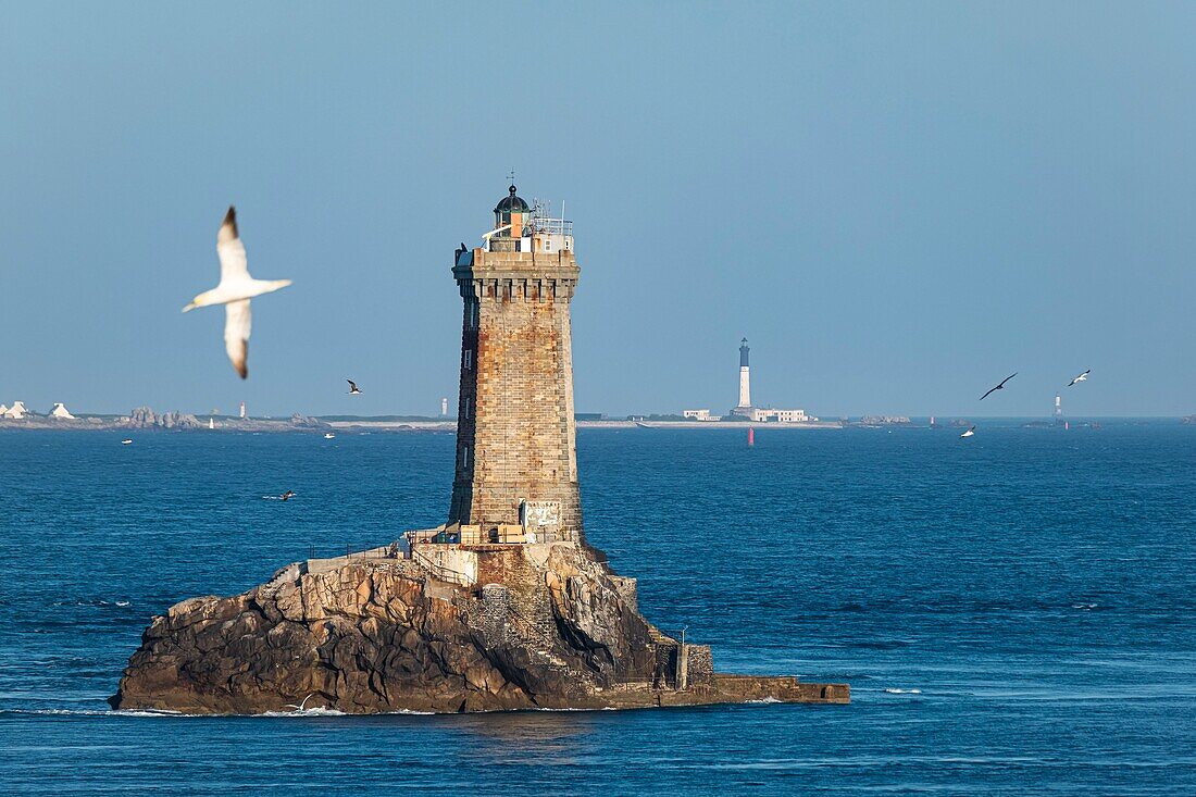France, Finistere, Plogoff, Pointe du Raz, La Vieille lighthouse and Sein island in the background\n