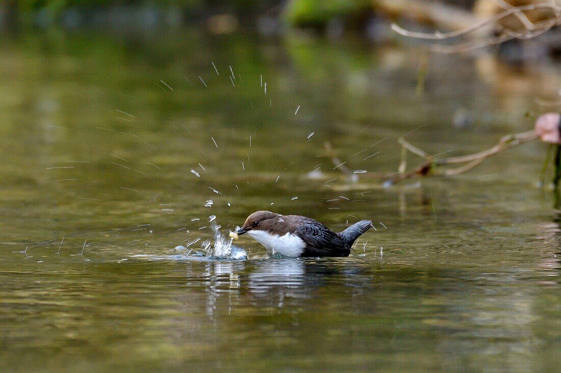 France, Doubs, Creuse valley, bird, diving Cincle (Cinclus cinclus), white water hunting\n