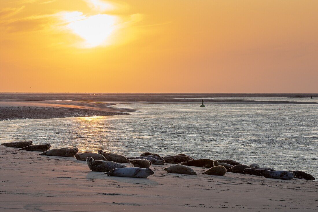 Frankreich, Somme, Bucht der Somme, Die Hourdel, Seehunde im Kanal der Somme