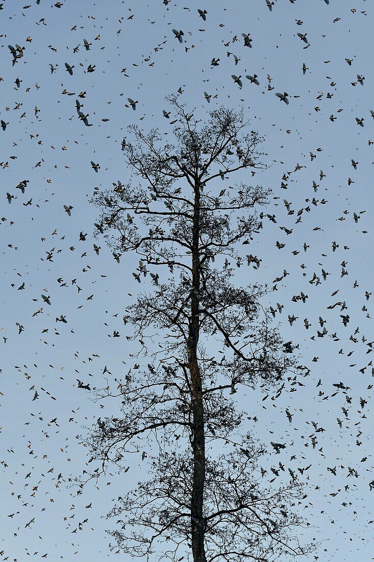 France, Doubs, Swiss border, bird, Chaffinch (Fringilla montifringilla) regrouping in dormitory for the night, concentrated flight\n