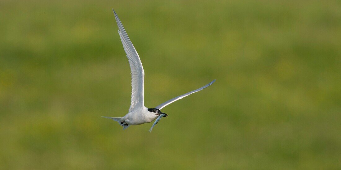 France, Somme, Somme Bay, Ault, Cayeux sur mer, Ault Hâble, Caugek Tern colony (Thalasseus sandvicensis Sandwich Tern) set up for breeding, one of the partners brings in fish as an offering or to feed the one who is smoldering but the terns are harassed by the seagulls that steal them a considerable part of their fishing\n