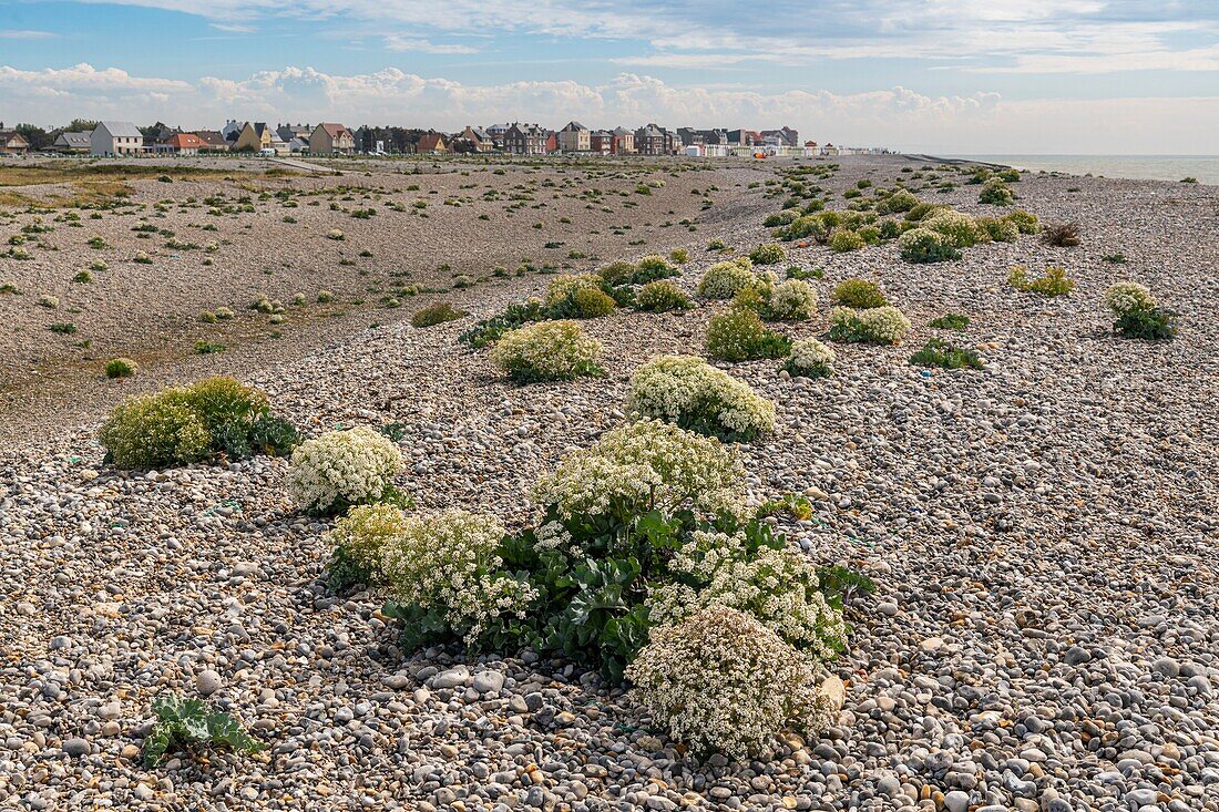 France, Somme, Baie de Somme, Cayeux sur Mer, Sea cabbage (Crambe maritima) on the pebble cord\n
