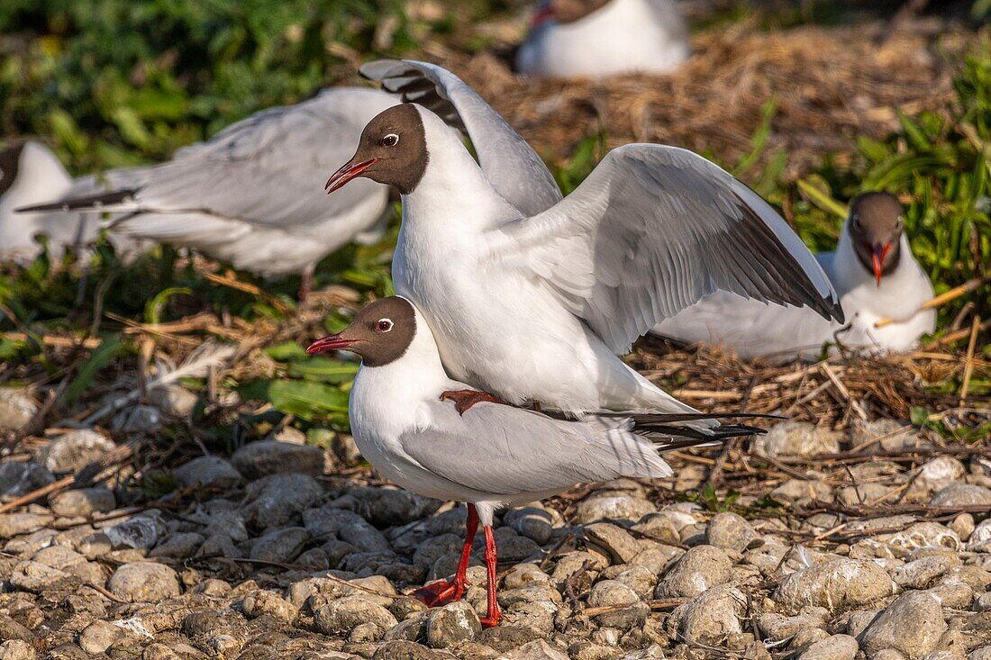 France, Somme, Baie de Somme, Crotoy Marsh, Le Crotoy, every year a colony of black-headed gulls (Chroicocephalus ridibundus - Black-headed Gull) settles on the islets of the Crotoy marsh to nest and reproduce , the couplings are frequent\n
