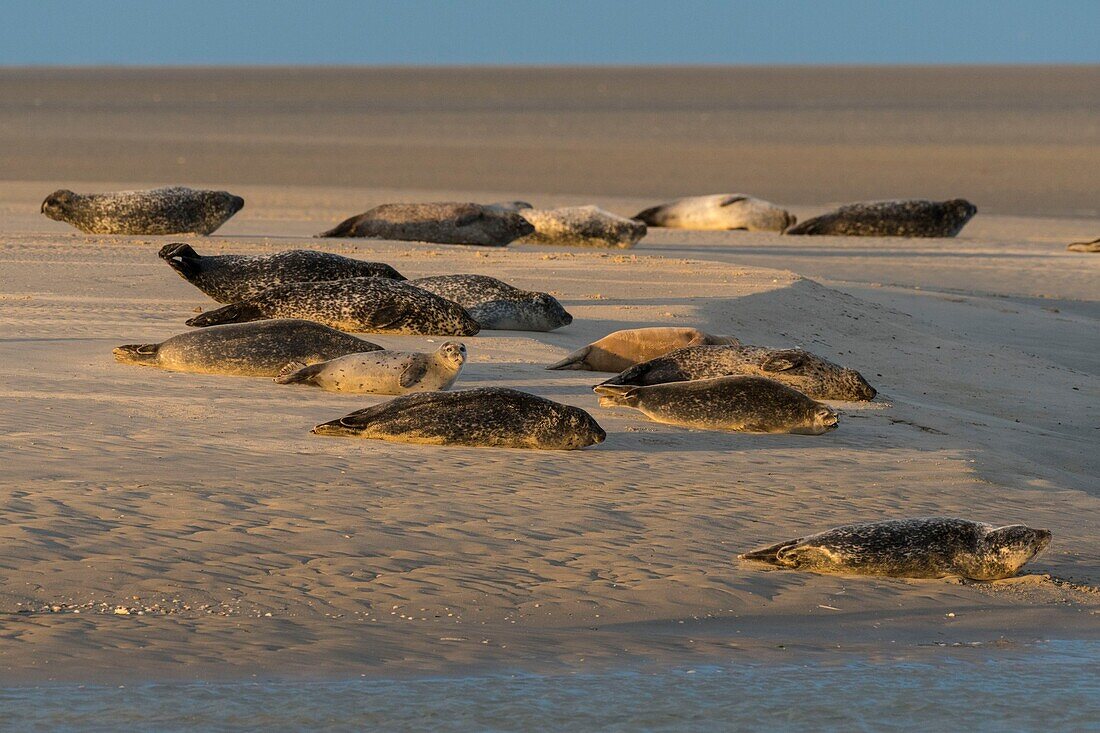 France, Pas de Calais, Authie Bay, Berck sur Mer, common seal (Phoca vitulina), at low tide the seals rest on the sandbanks from where they are chased by the rising tide\n