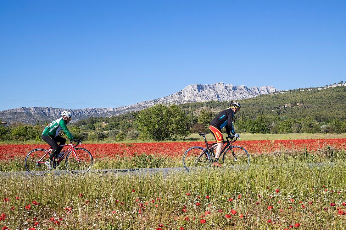 Frankreich, Bouches du Rhône, Pays d'Aix, Grand Site Sainte-Victoire, Beaurecueil, Mohnfeld (Papaver rhoeas) gegenüber dem Berg Sainte-Victoire