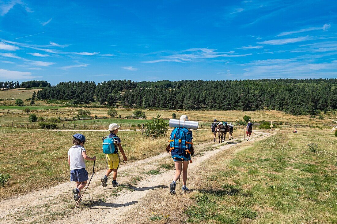 France, Lozere, surroundings of Saint-Alban-sur-Limagnole, hike along the Via Podiensis, one of the French pilgrim routes to Santiago de Compostela or GR 65\n