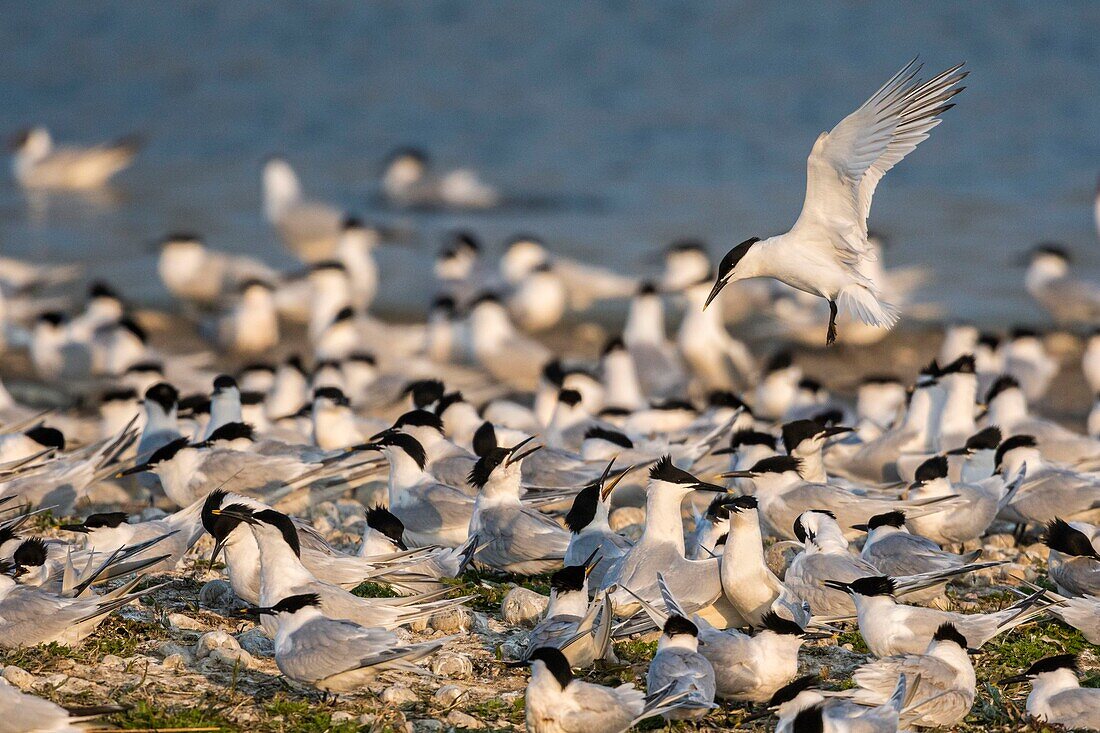 Frankreich, Somme, Baie de Somme, Cayeux sur Mer, der Hable d'Ault beherbergt regelmäßig eine Kolonie von Brandseeschwalben (Thalasseus sandvicensis ) während der Brutzeit