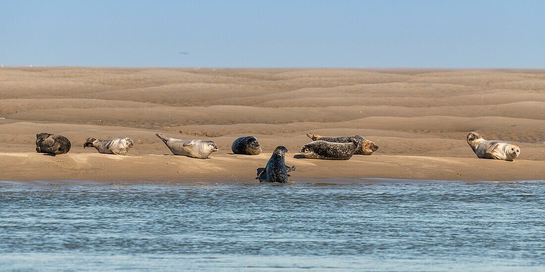 France, Somme, Somme Bay, Le Hourdel, The seals on the sandbanks in the Bay of Somme are one of the main tourist attraction\n