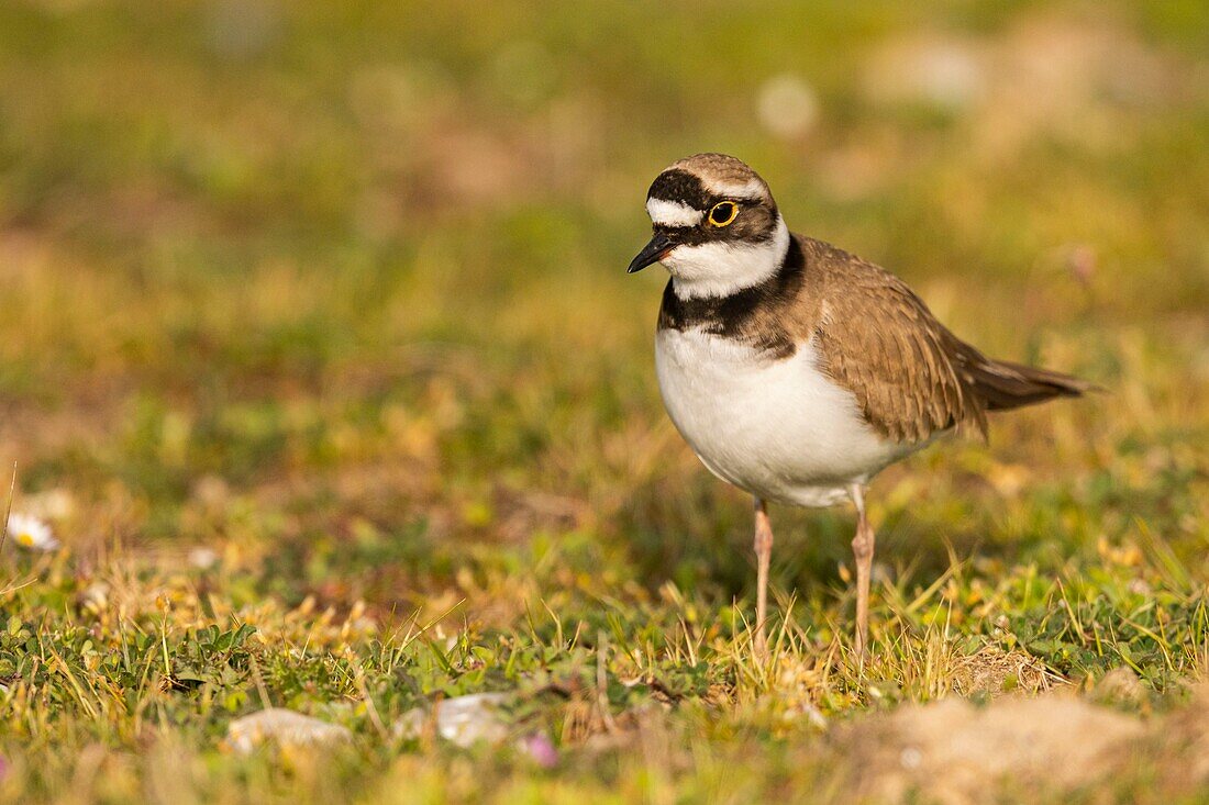 France, Somme, Baie de Somme, Cayeux sur Mer, The Hable d'Ault, Little Ringed Plover (Charadrius dubius) in gravelly lawns\n